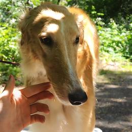 Borzoi puppies from Syskiyou Borzoi