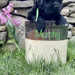Boy 3 - Newfoundland puppy in Tully, New York from Bear Paw Newfoundlands