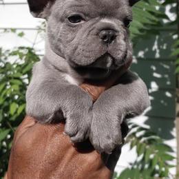 French Bulldogs from Fairborn Frenchies