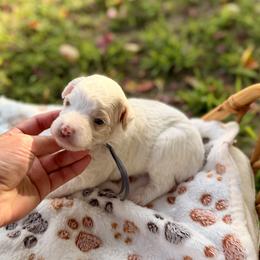 Reef - Parti male Poodle puppy in Dunn, North Carolina from Sandy Creek Kennels