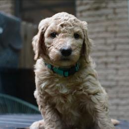 Peter - Cream male Goldendoodle puppy in Tyrone, Georgia from Whisper Wood Creek