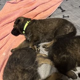 Yellow - Sable female German Shepherd puppy in Ottawa, Kansas from Weberhaus German Shepherds