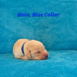 Gizmo - Yellow male Labrador Retriever puppy in Caledonia, Ohio from 7Cs Labs