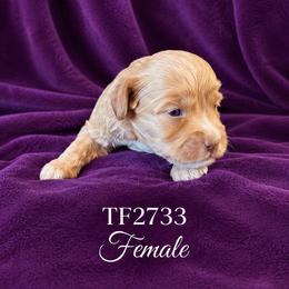 Girl 6 - Chocolate female Australian Labradoodle puppy in Easley, South Carolina from Royal Diamond Australian Labradoodles