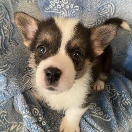 Dot - White and black male Pembroke Welsh Corgi puppy in Beulaville, North Carolina from Windy Acres Pembroke Welsh