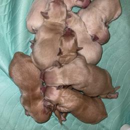 Girl 3 - Golden female Golden Retriever puppy in Yucaipa, California from Blessed Goldens