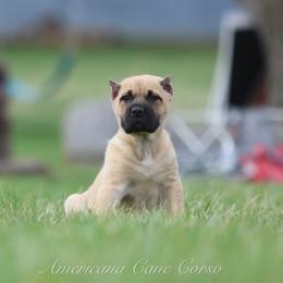OUTLAW - Fawn male Cane Corso puppy in Cable, Ohio from Americana Cane Corso