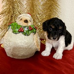 Boy 4 - Black and white male Cavapoo puppy in Nampa,, Idaho from Clig Doodle Days
