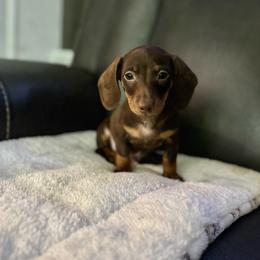 Zuko - Chocolate and tan male Dachshund puppy in Ceres, California from Rockin' M’s LilBitty Dachshunds (LBD)