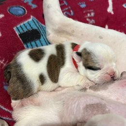 Red - Fawn brindle and white male Bulldog puppy in Krum, Texas from K & K Little Blessings