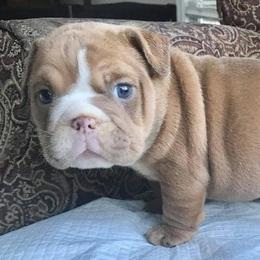 Bulldog and French Bulldog Puppies from Southern Standard Bulldogs