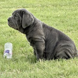 Stormy - Blue female Neapolitan Mastiff puppy in Canyon, Texas from Mastini Della Forte