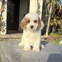 Girl 1 - Parti female Poodle puppy in San Diego, California from Goldendoodles & Poodles of San Diego