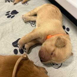 Girl 4 - Golden Retriever puppy from Triple J Goldens, LLC