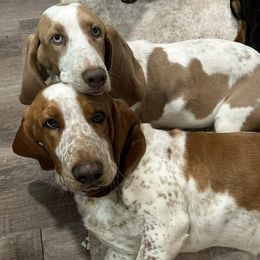 Butters - Basset Hound