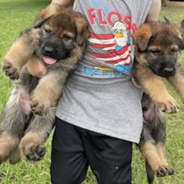 German Shepherds from Schultzenhaus Kennels