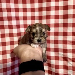 Maltese, Morkie, and Yorkshire Terrier Puppies from California AKC Maltese & Yorkies