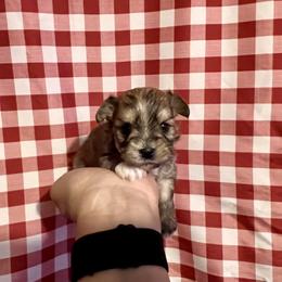 Maltese, Morkie, and Yorkshire Terrier Puppies from California AKC Maltese & Yorkies