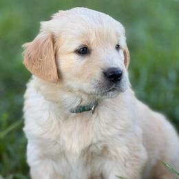 Green Boy - Light golden male Golden Retriever puppy in Scio, Oregon from Stackhouse Family Farm