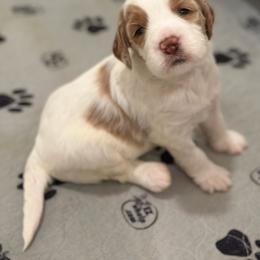 Boy 1 - Chalk male Australian Labradoodle puppy in Bend, Oregon from High Desert Labradoodles