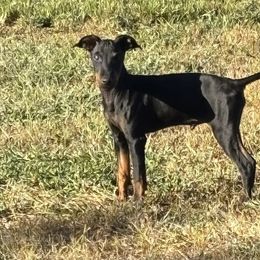Boy 1 - Black and tan male Manchester Terrier puppy in Campbellsville, Kentucky from Earendil