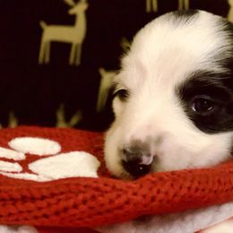 Ophelia - Piebald female Dachshund puppy in North Reading, Massachusetts from The Well Tempered Dachshund