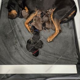 Bloodhound Puppies from Diamond Bloodhound Kennels