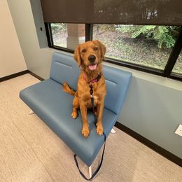 Millie - Golden Retriever