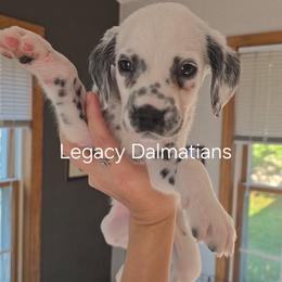 Zen - White and black male Dalmatian puppy in Janesville, Wisconsin from Legacy Dalmatians