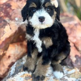 Eclaire - Tri-color female Bernedoodle puppy in Peoria, Arizona from Grand Canyon Bernedoodles