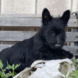 Irish Terrier and Scottish Terrier Puppies from Avonlea Terriers