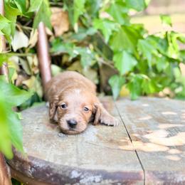 Kai (eye stopper) - Chocolate and tan male Dachshund puppy in Salters, South Carolina from Long-Pine Dachshund