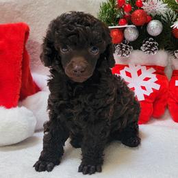 Poodle Puppies from Anna-Ash Poodles