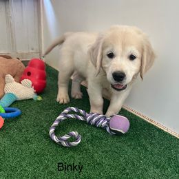 Binky - Light golden male Golden Retriever puppy in Terre Hill, Pennsylvania from Cloverleaf K9 Connections