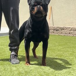 Grim Von Der Obersten - Black and tan male Rottweiler puppy in Menifee, California from Von Der Hing Rottweilers