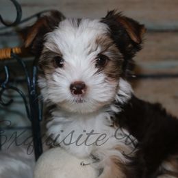 Yorkshire Terrier Puppies from Exquisite Yorkies