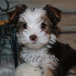 Yorkshire Terrier Puppies from Exquisite Yorkies