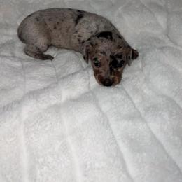 Honora - Dapple female Dachshund puppy in San Diego, California from Enchantables