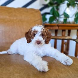 Pulisic - Parti male Goldendoodle puppy in Moses Lake, Washington from Macy Meadows Doodles