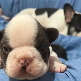 French Bulldogs from AC/DC French Bulldogs of Hampton Roads