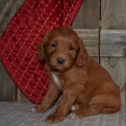 Garnet - Dark pink collar - Red  female Goldendoodle puppy in Macedon, New York from Toodles Goldendoodles