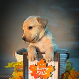 Aurora - Yellow female Labrador Retriever puppy in Isle, Minnesota from Dog Ear Outfitters
