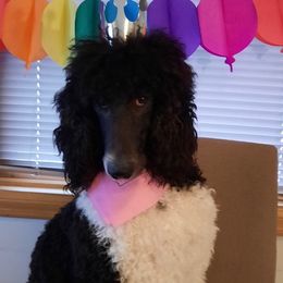 Aussiedoodles, Bernedoodles, Goldendoodles, and Sheepadoodles from Treasure State Doodles & Poodles LLC