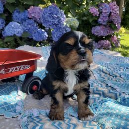Cavalier King Charles Spaniel Puppies from The Heritage Garden