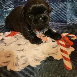 Hudson - Black male Shih Tzu puppy in Parma, Ohio from D's DeVine Shih-Tzu