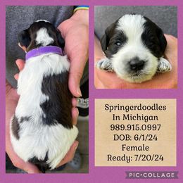 English Springer Spaniel and Springerdoodle Puppies from Springerdoodles In MI
