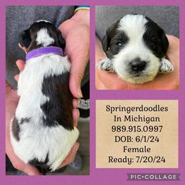 English Springer Spaniel and Springerdoodle Puppies from Springerdoodles In MI