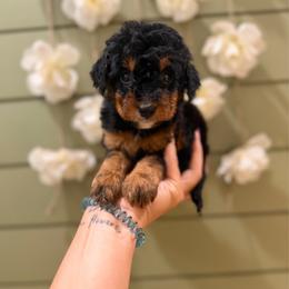 Almond - Phantom male Bernedoodle puppy in Ocala, Florida from Bernedoodles of Florida