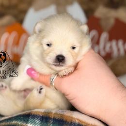 Emmy - White female Pomeranian puppy in Kingwood, Texas from Treasured Jewels Pomeranians