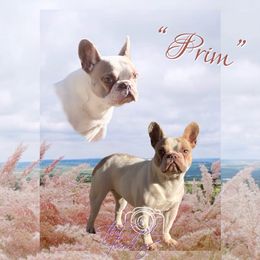 Prim - French Bulldog